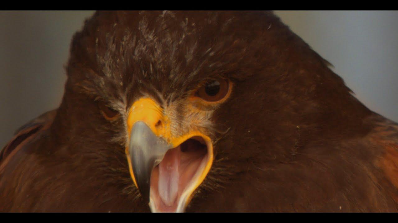 Chaman & Sully - 346 Oiseaux