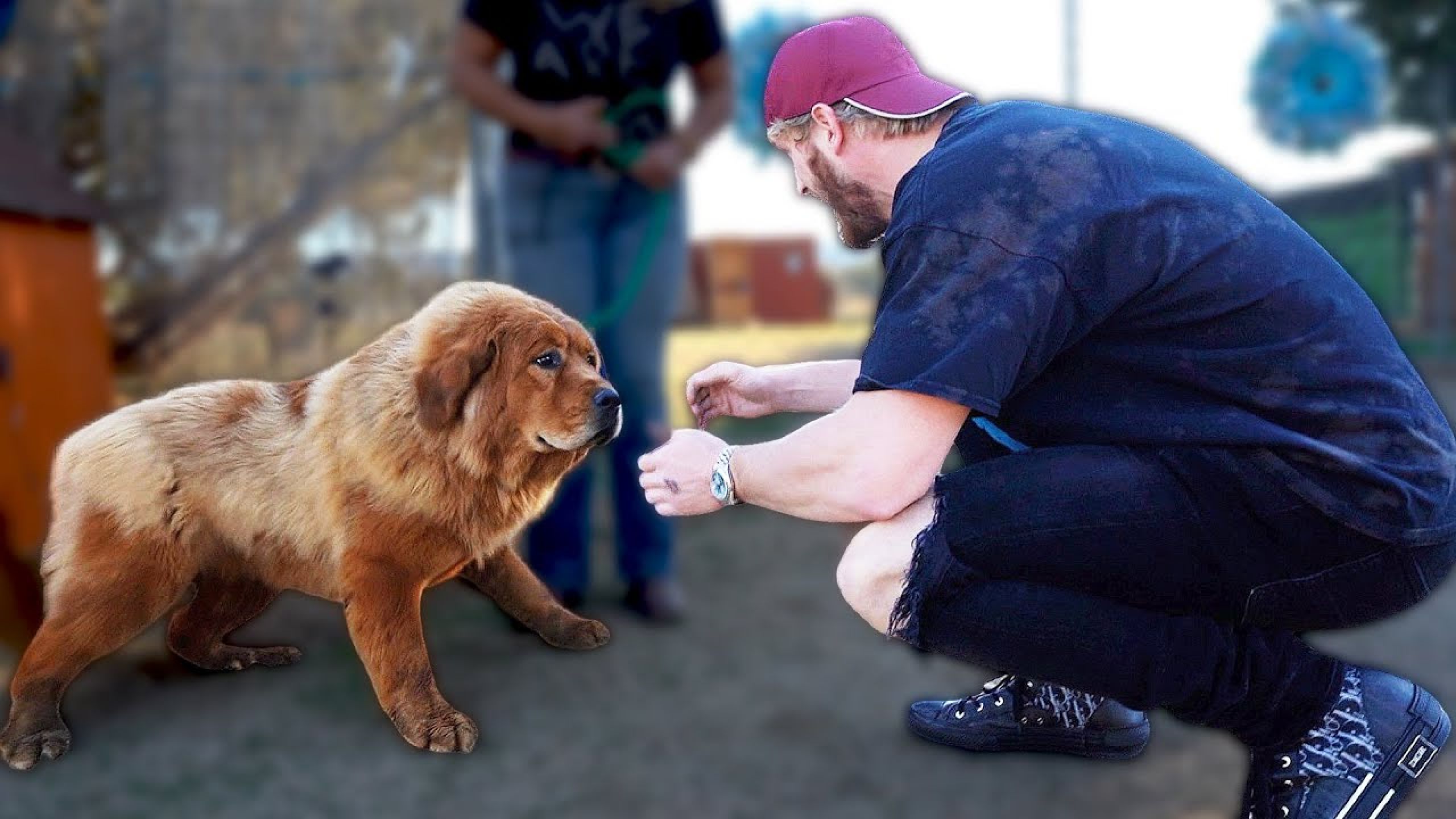 Visiting the Dog that Killed Maverick