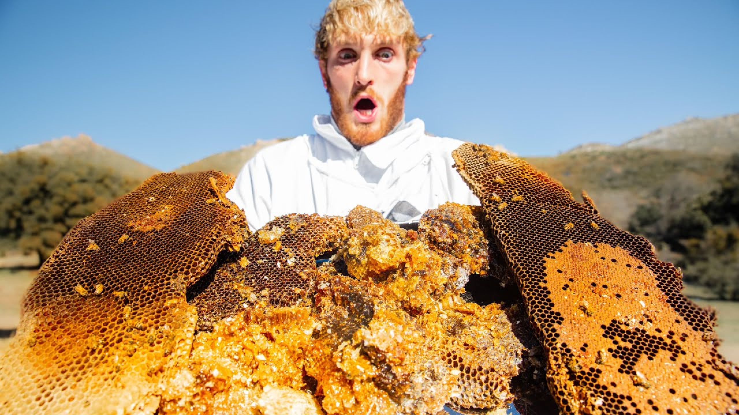Harvesting Honey from a MASSIVE Beehive (Extremely Satisfying)