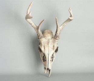 Crâne de cerf avec bois os naturel
