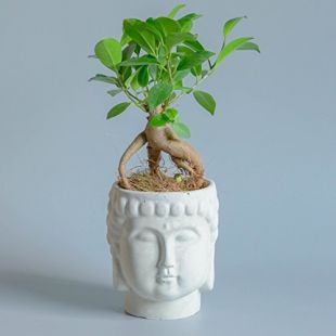 bonsaï Jardin Zen kit ginseng Ficus Microcarpa faite à la main béton tête de Bouddha Pot de fleurs Plante pour terrarium Cadeau idées - Bonsai with Planter