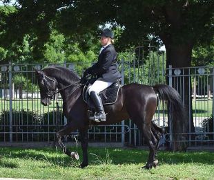 Gorgeous 2015 Homozygous Black Purebred Arabian Stallion