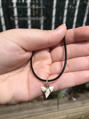 Fossil Shark Tooth Necklace with Card