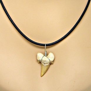Shark Tooth Necklace – Aydee By The Sea