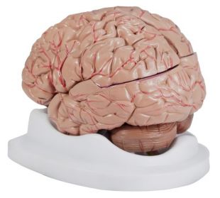 Budget Brain With Arteries Anatomy Model