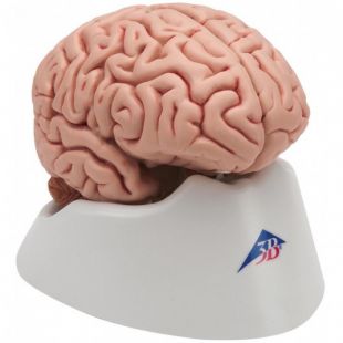 Cerveau classique en 5 parties C18 3B Scientific à 162,79 € | Anatomie