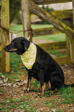Banana Bandana™ (Fashionable Scarf Face Covering)