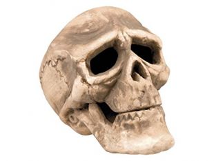 Crâne de décoration, pour décorer votre maison, salle ou table de fête d'Halloween Ce crâne de squelette effraiera vos invites Ne privez pas vos convives de cette occasion de rire ou de frissonner d'effroi, choisir:Crâne en plastique blanc 74362