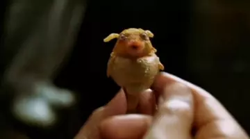 The "Babelfish" in H2G2 : The hitchhiker's Guide to the galaxy