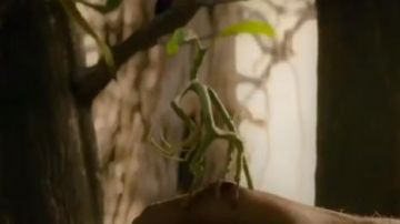The replica of Botruc articulated (Bendable Bowtruckle) in Fantastic Animals