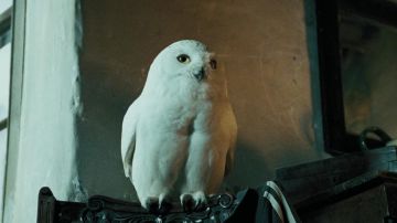 La réplica de felpa del búho Hedwig (Hedwig) en Harry Potter y el prisionero de Azkaban