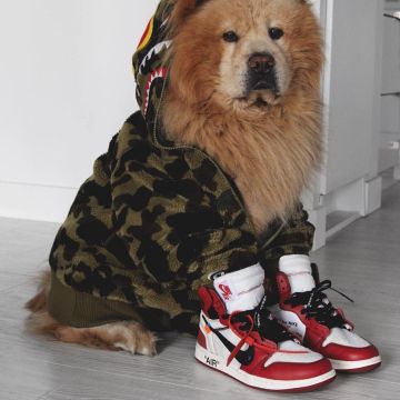 The sneakers Air Jordan x Off White Nike AJ I 1 on the account Instagram @fitrotation_