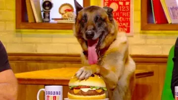 Patrick, the dog candidate at the Burger Quiz