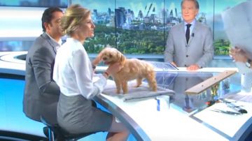 The dress Up spirit blouse with neck tie. Down in prince wales Sandrine Arcizet in William at noon the 19.04.2019