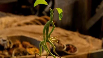 The botruc articulated in The fantastic animals