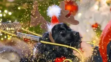 The headband reindeer and hat of father christmas that brings the dog with Valérie Damidot in My most beautiful Christmas