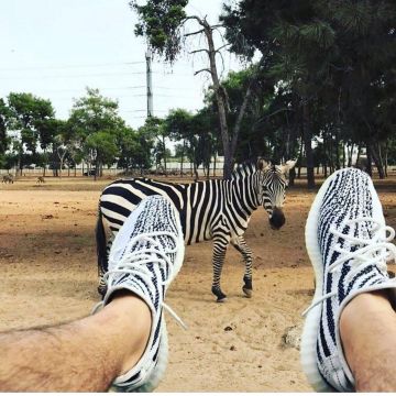 Yeezy 350 V2 zebra en la cuenta de Instagram de @sneakersevent