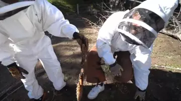 Beekeeper Suit worn by Logan Paul in the YouTube video Harvesting Honey from a MASSIVE Beehive (Extremely Satisfying)