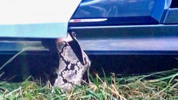 Snake Skin Ankle Boots worn by Boz (Elizabeth Banks) in Charlie's Angels