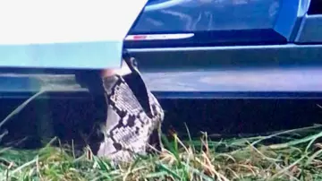 Botines de piel de serpiente usados por Boz (Elizabeth Banks) en Los ángeles de Charlie