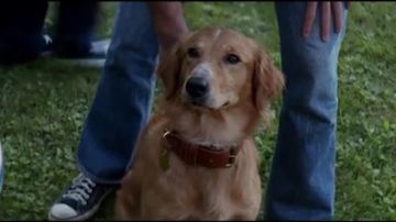 Les converse bleu d'Ethan ( K.J. Apa)  dans Mes vies de chien