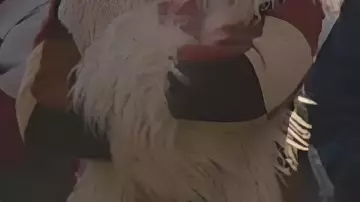 Fur-Lined Checkered Long Coat worn by Mary "Sugar" Jones (Joanna Higson) in Brassic