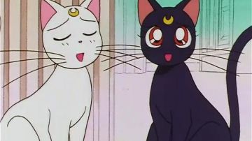 Une peluche du Luna le chat