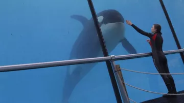 The Marineland of Antibes in the film rust and bone