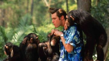 The blue shirt with the grounds of Ace Ventura (Jim Carrey) in Ace Ventura Africa