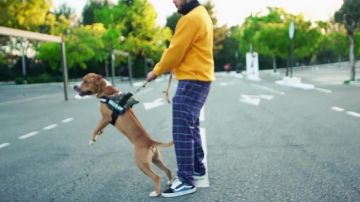 The sneakers Vans old skool, in the clip Leaves us to Infinit'