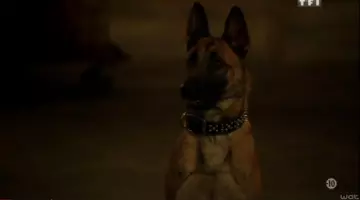 The collar for dog Balou in Person of Interest