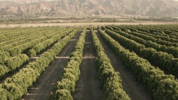 The fields of the town of Piru in California in the clip Wake Me Up of Avicii