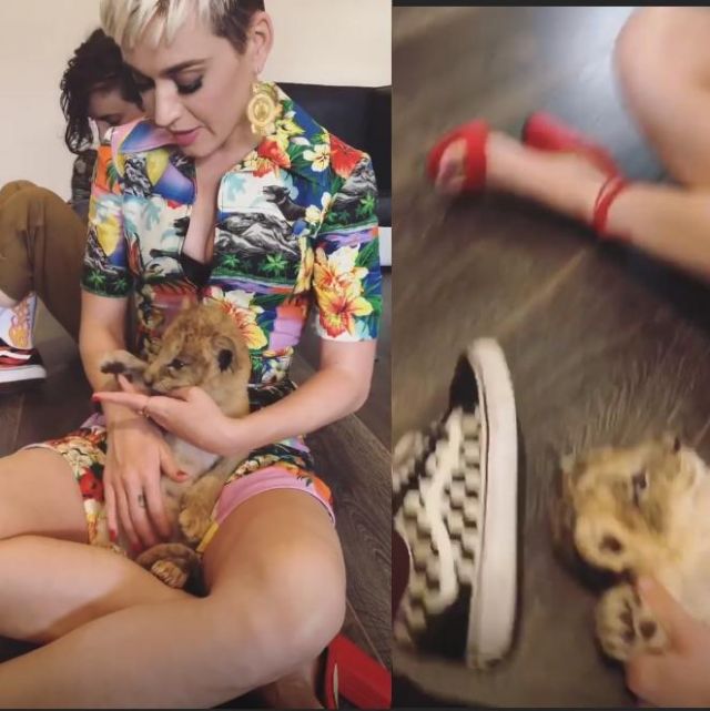 Sandals red parrot of Katy Perry on a video Instagram