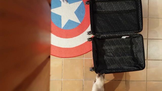 The carpet Captain America in the YouTube video Vlog - LinksTheSun to Geek Faëries 2017