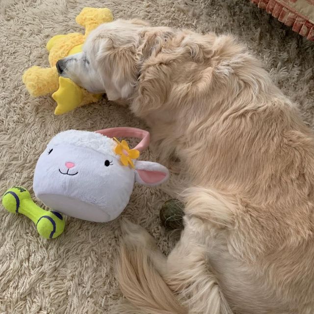 Dog Duck Toy of Nicollette Sheridan on her Instagram account @nicollettesheridan