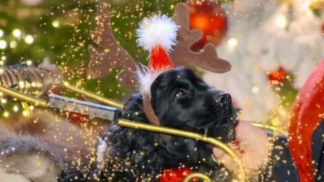 Le bandeau renne et chapeau de pere de noel que porte le chien de Valérie Damidot dans Mon plus beau Noël