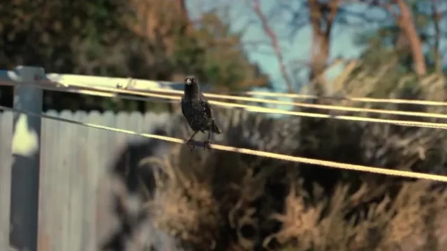 Retractable washing line used by Lilly Maynard (Melissa McCarthy) in The Starling movie