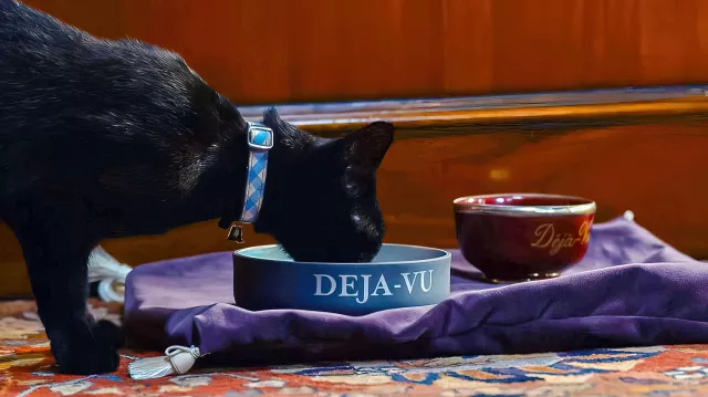 "Déjà-vu" Pet Bowl as seen in The Matrix Resurrections