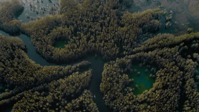 Caddo Lake in the border of Texas and Louisiana is decor set of Caddo Lake Movie Locations by M. Night Shyamala producer with Dylan O'Brien