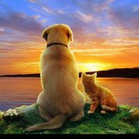 DogsBff 123