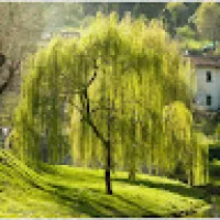The Drowned Willow