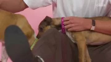 The Cartier watch worn by Austin Butler in the YouTube video Austin Butler Plays With Puppies