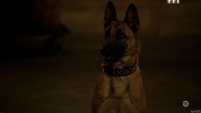 The collar for dog Balou in Person of Interest