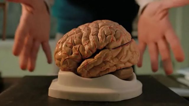 The human brain in plastic for science classes in Stranger Things ...